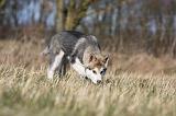 ALASKAN MALAMUTE 864